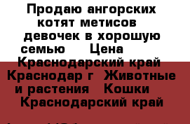 Продаю ангорских котят метисов - девочек в хорошую семью . › Цена ­ 300 - Краснодарский край, Краснодар г. Животные и растения » Кошки   . Краснодарский край